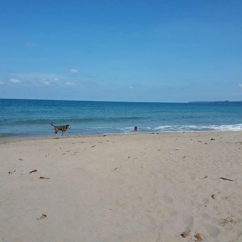 Tasty Dayz Hostel Puerto Viejo de Talamanca Екстериор снимка
